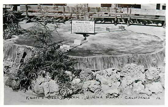Vintage RPPC No 14 Knott's Berry Farm Redwood Tree Stump Buena Park CA
