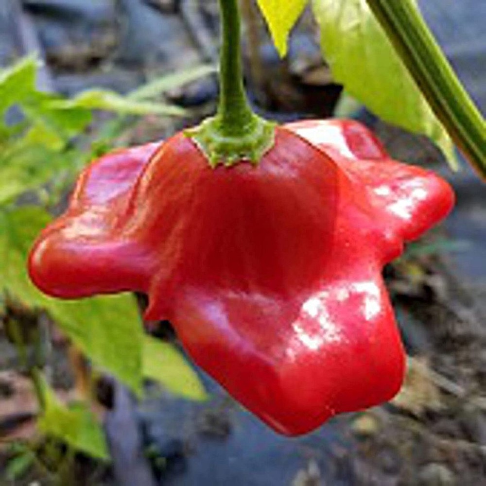 25 Seeds Bishop S Crown Hot Peppers Seeds (More Heirloom Organic Non GMO Vegetab