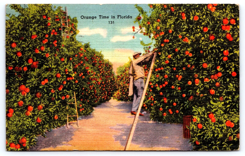 VINTAGE OLD ANTIQUE POSTCARD ORANGE FRUIT TREE GROVE MAN LADDER FLORIDA USA