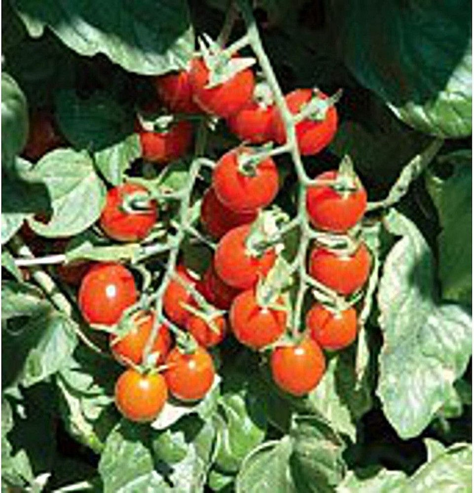 25 Seeds Grande Charm Tomato Seeds (More Heirloom Organic Non GMO Vegetable Frui