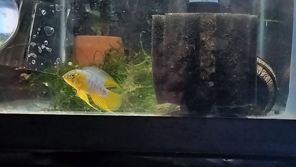 Apistogramm borelli XXL 