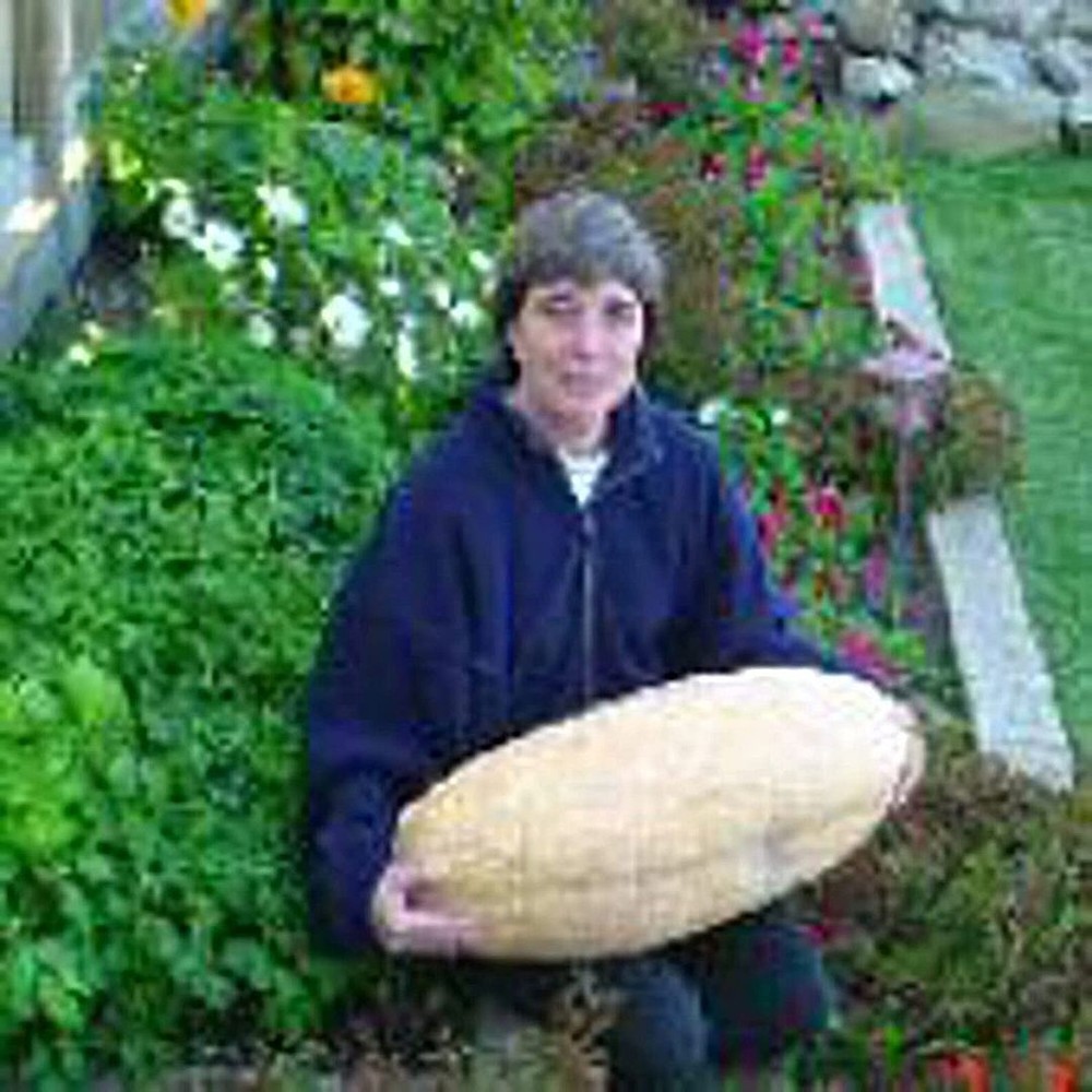 25 Seeds Jumbo Pink Banana Squash Seeds (More Heirloom Organic Non GMO Vegetable