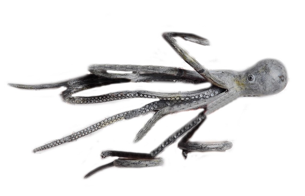 Octopus Wall Hanging Planter Holder with 4 Pots