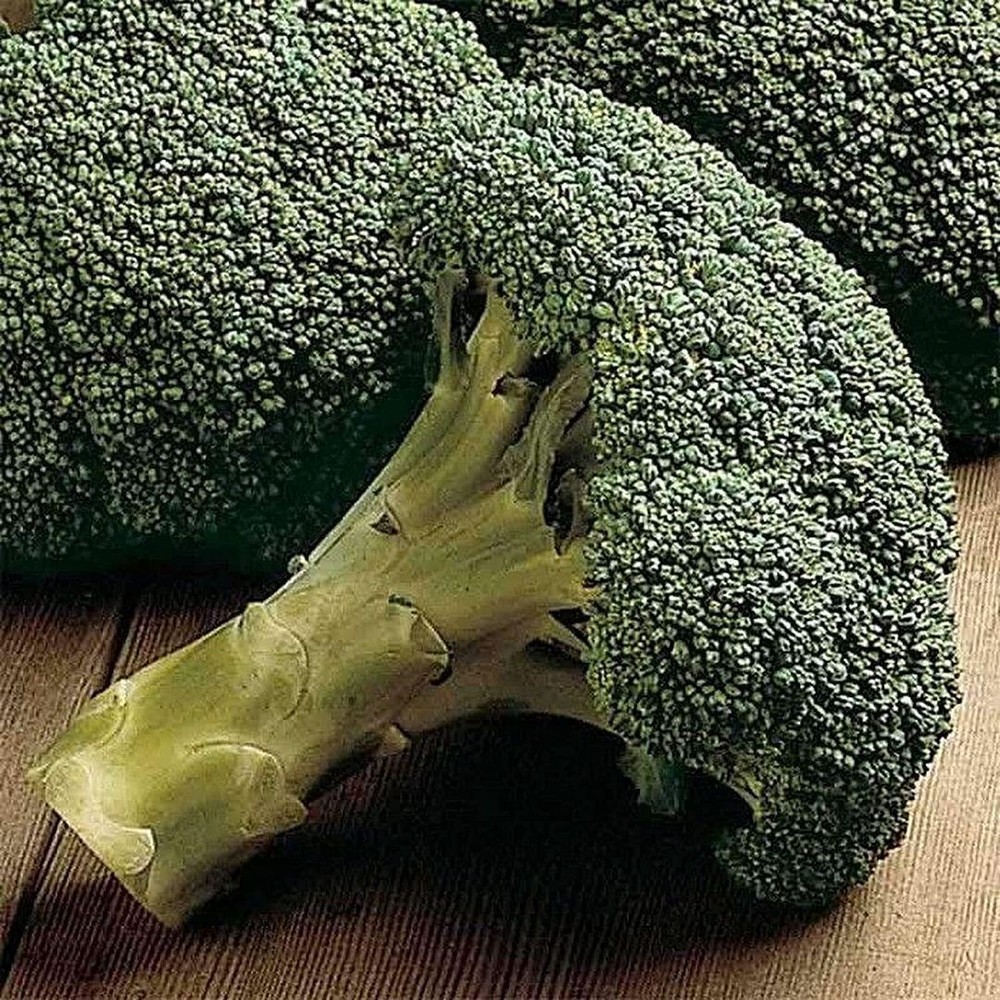 Packman Hybrid F1 Broccoli Seeds Heirloom Organic Non-GMO Vegetable Garden