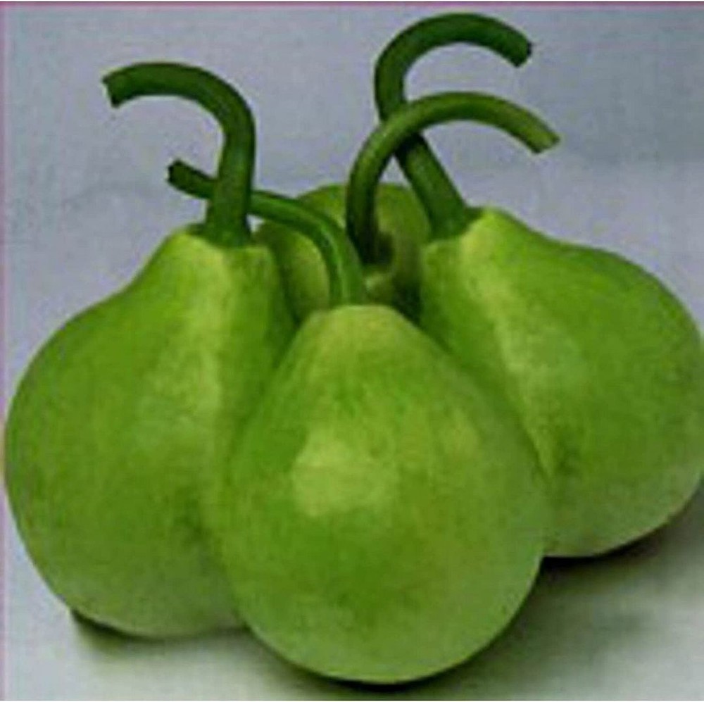 25 Seeds Lattoo Gourds Seeds (More Heirloom Organic Non GMO Vegetable Fruit Herb