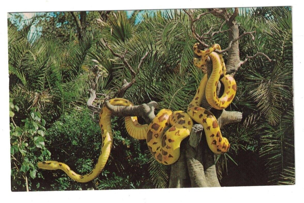 VINTAGE GIANT PYTHON JUNGLE CRUISE WALT DISNEY WORLD AMUSEMENT PARK POSTCARD