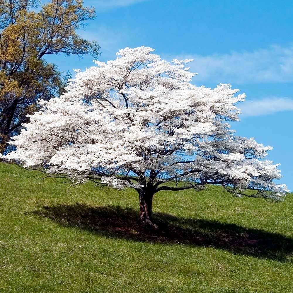 20 Tree White empress Bonsai Seeds Heirloom Rare colorful lawn plant dogwood