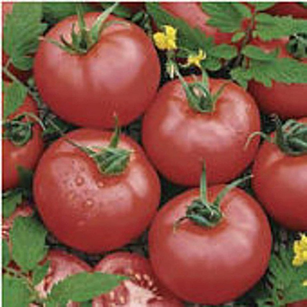 25 Seeds Brandymaster Tomato (Pink) Seeds (More Heirloom Organic Non GMO Vegetab