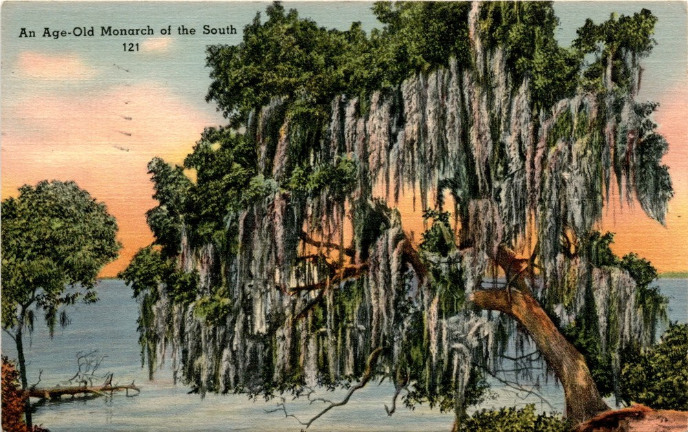 Southern Charm Postcard Featuring Live Oaks Spanish Moss Banyan Trees and Trout