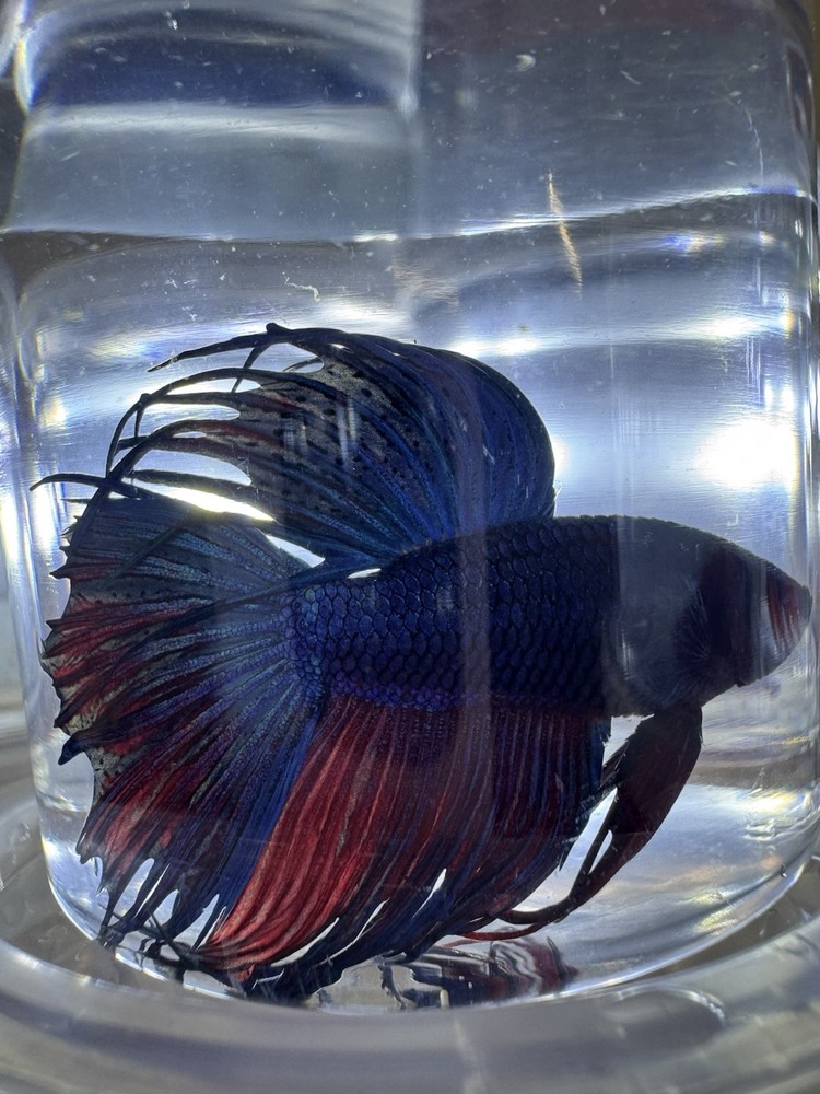 Vibrant Crown Tail Male Betta Live Aquarium Fish
