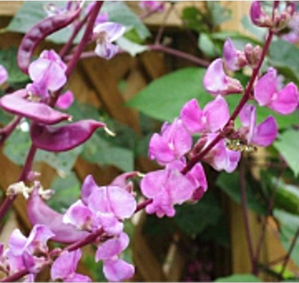 25 Seeds Hyacinth Bean Vine Flowers Seeds (More Heirloom Organic Non GMO Vegetab