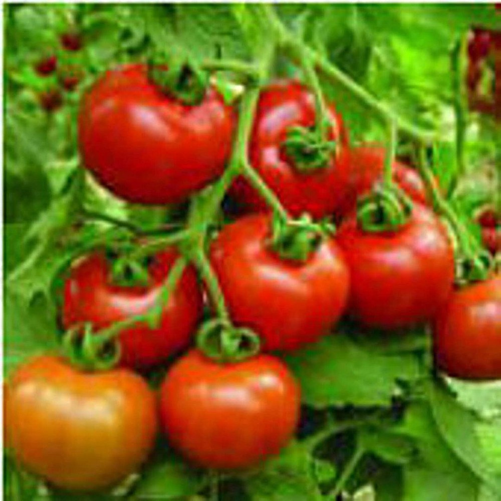 25 Seeds Cluster Goliath Tomato Seeds (More Heirloom Organic Non GMO Vegetable F