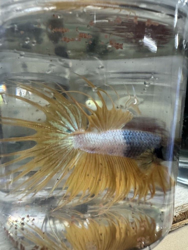 Vibrant Crowntail Male Betta Fish for Your Aquarium
