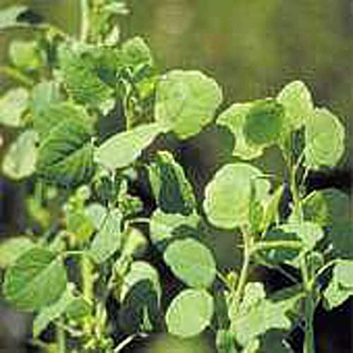 Papalo Seeds (((25 Seed Packet))) (More Heirloom, Organic, Non GMO, Vegetable, F-image