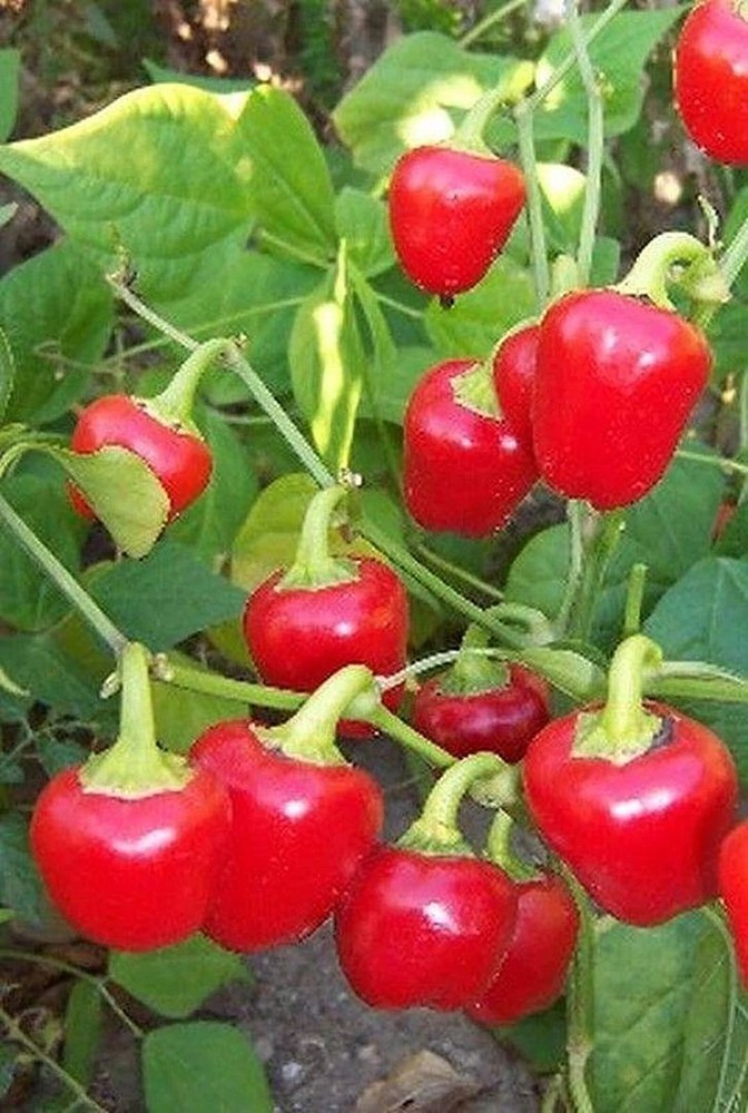 25 Seeds Miniature Red Sweet Bell Pepper Seeds (More Heirloom Organic Non GMO Ve