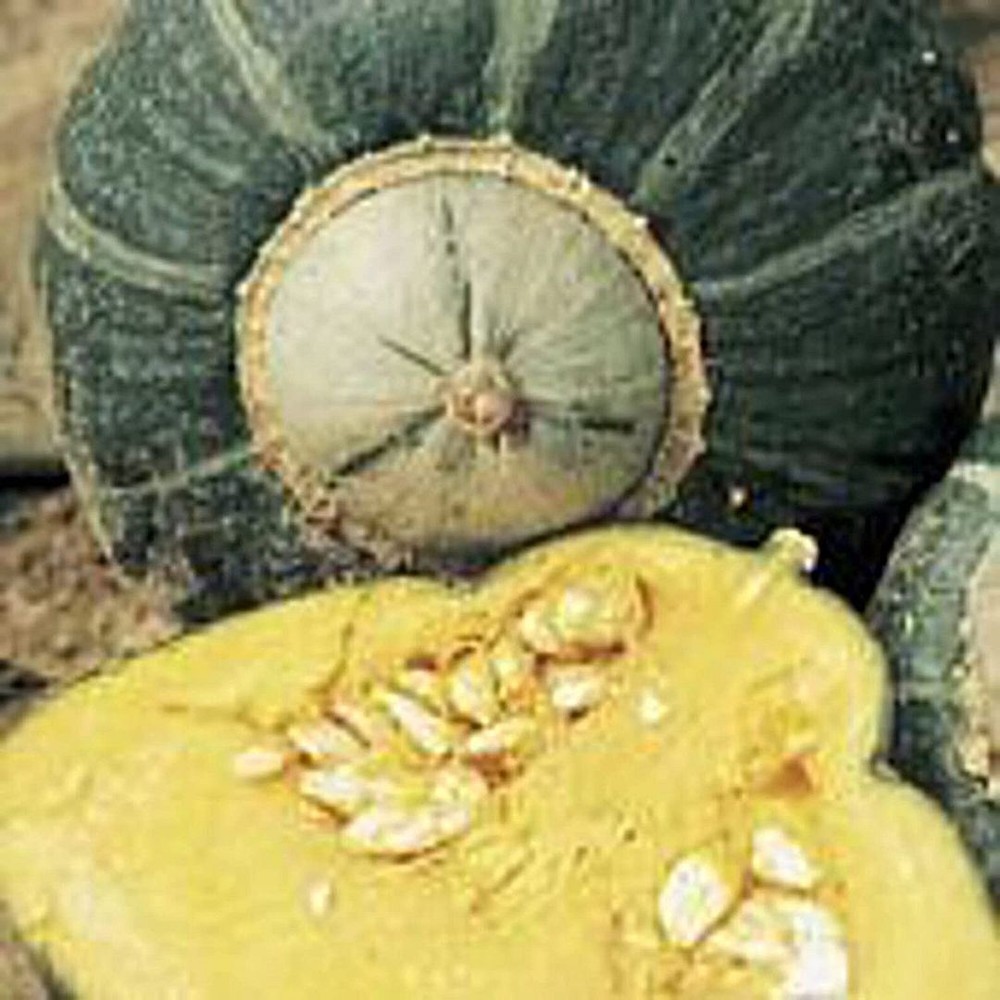 25 Seeds Burgess Buttercup Squash Seeds (More Heirloom Organic Non GMO Vegetable