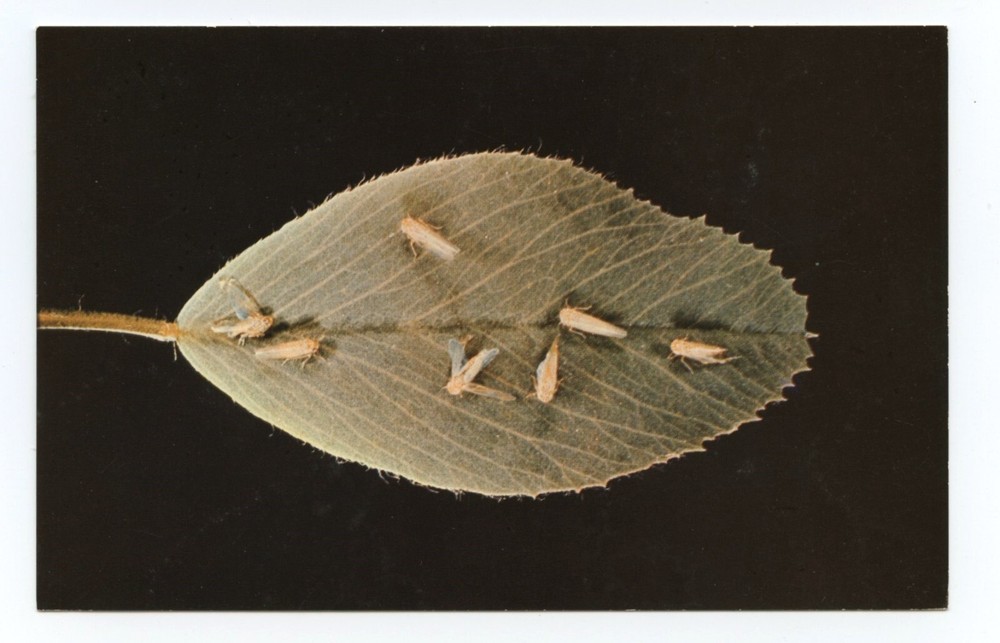 Potato Insects Sevin Insecticide Business Advertising Postcard