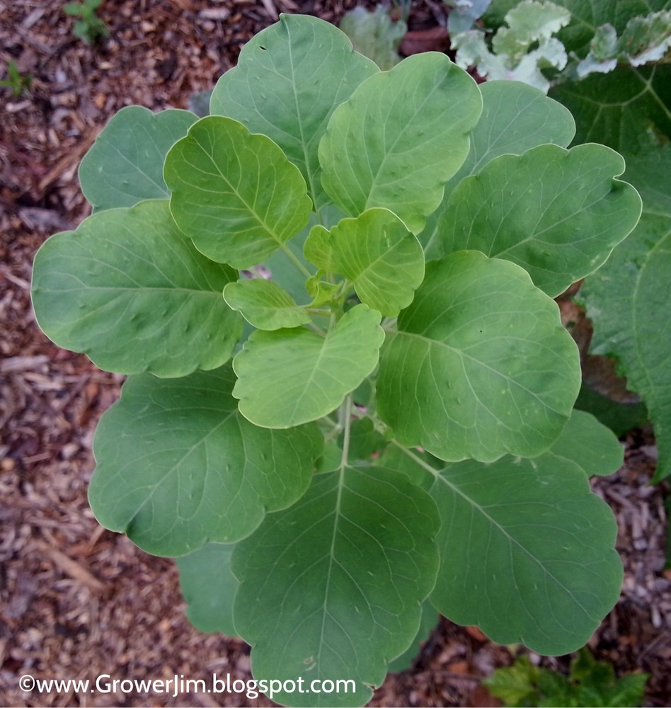 Papalo herb seed (Porophyllum ruderale ssp. macrocephalum) 30 fresh seeds-image