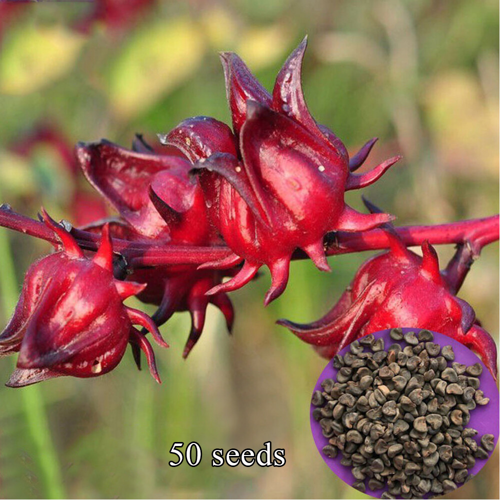 50pcs Edible Ornamental Roselle seeds Flower Seeds Home Gardening Nursery Plant