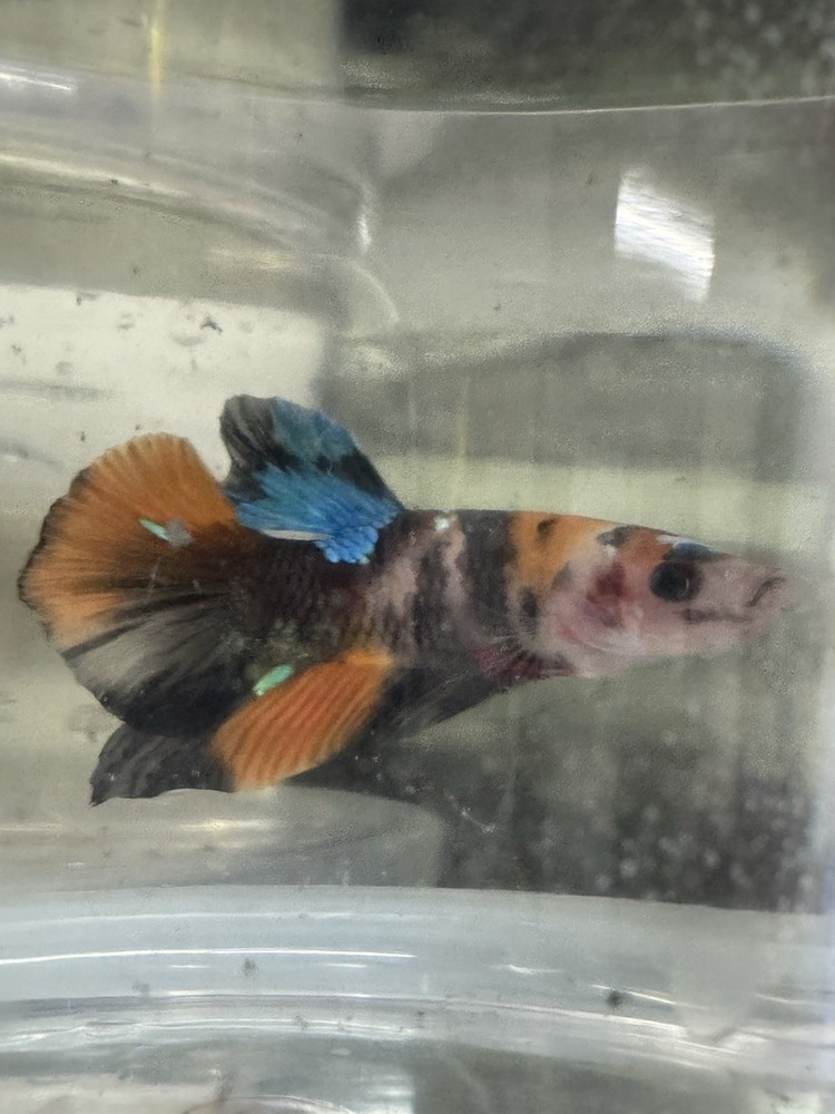 Vibrant Koi Galaxy Male Betta Fish with Stunning Colors