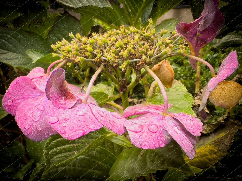Hydrangea After Rain Digital Wallpaper for Desktop & Phone-image