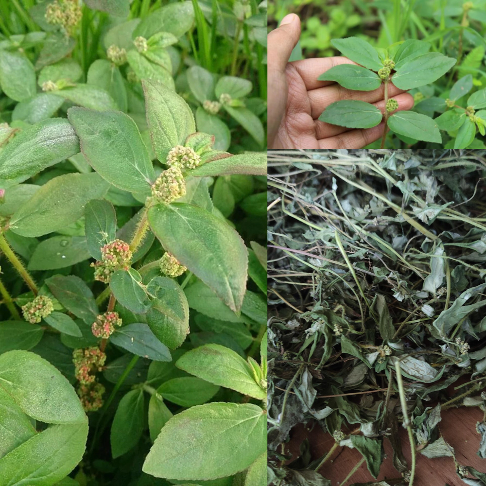 Dried Asthma Plant 200g Euphorbia Hirta -Organic Hairy Spurge, Snakeweed for Tea