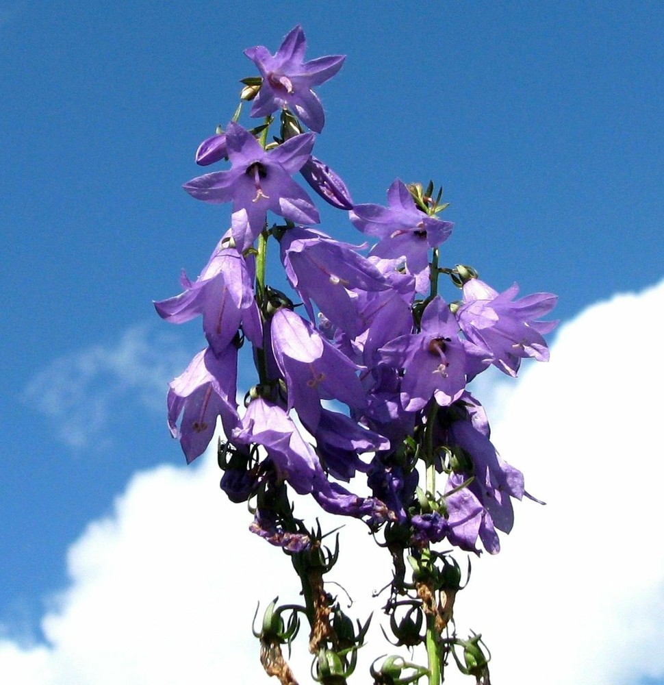 Great Blue Lobelia Wildflower Seeds - Lobelia siphilitica - B215