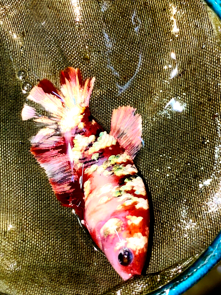 Live Betta Fish HMPK Red Koi Copper Gold Galaxy Female#FM06 From Indonesia