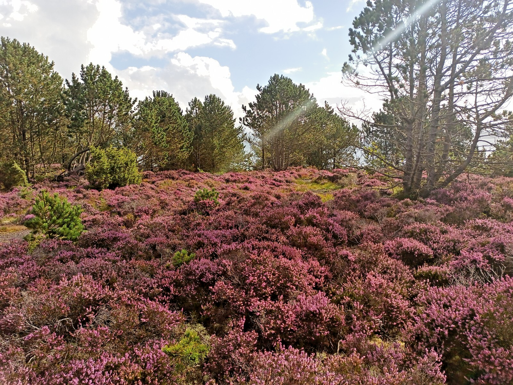 Norway Wild Nature Digital Photo Wallpaper Background Positive Vibes-image