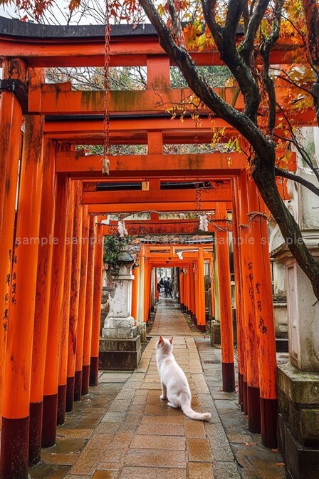 Digital Image Picture Photo Wallpaper Background Desktop Art