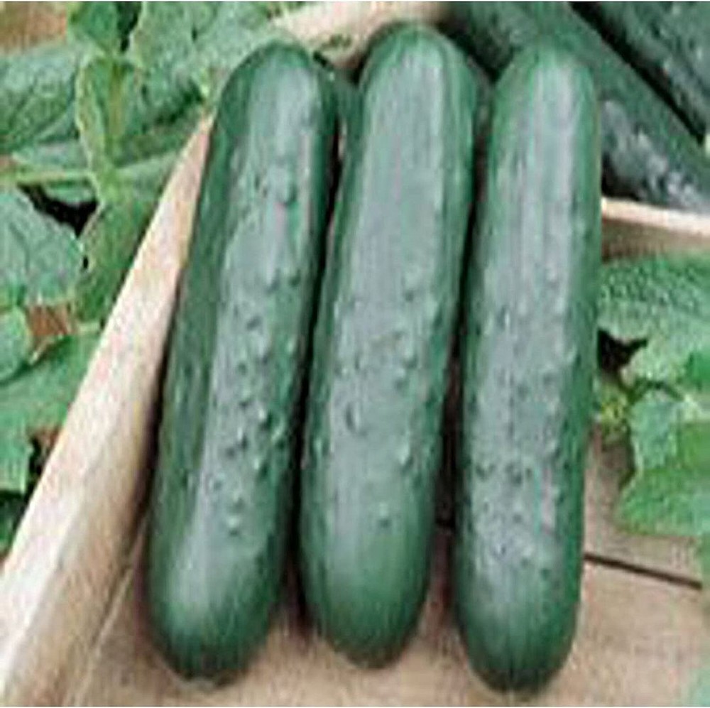 25 Seeds Speedway Cucumbers Seeds (More Heirloom Organic Non GMO Vegetable Fruit