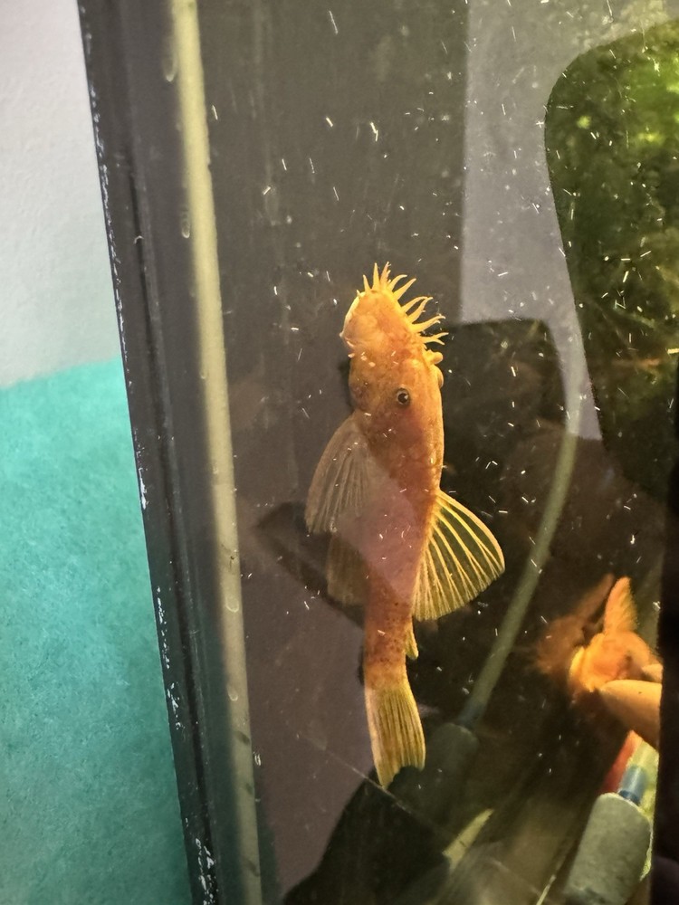 Super Red Bristlenose Pleco Guaranteed Male 2.5 Inch + (2 Blood Lines)