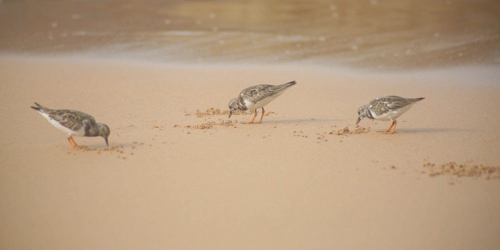 Long-Toed Stint Bird Print Canvas Wall Art 24x12 Inch Nature Deco