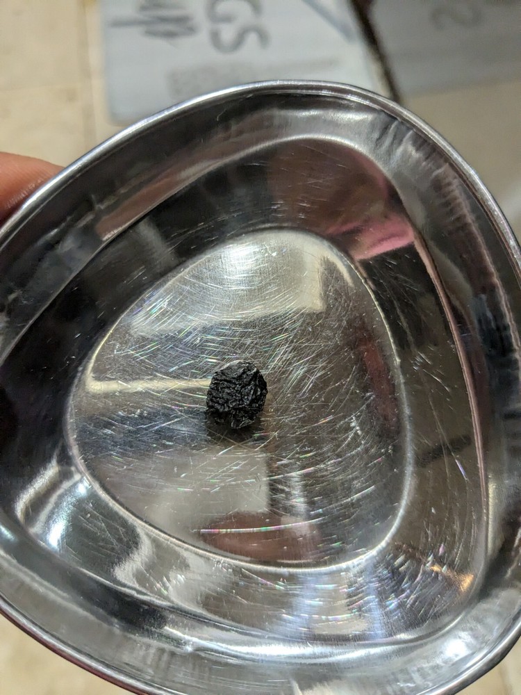 Freshly Harvested Selected Curry Patta Seed. 1 Seed Per Order. Curry Leaf Tree