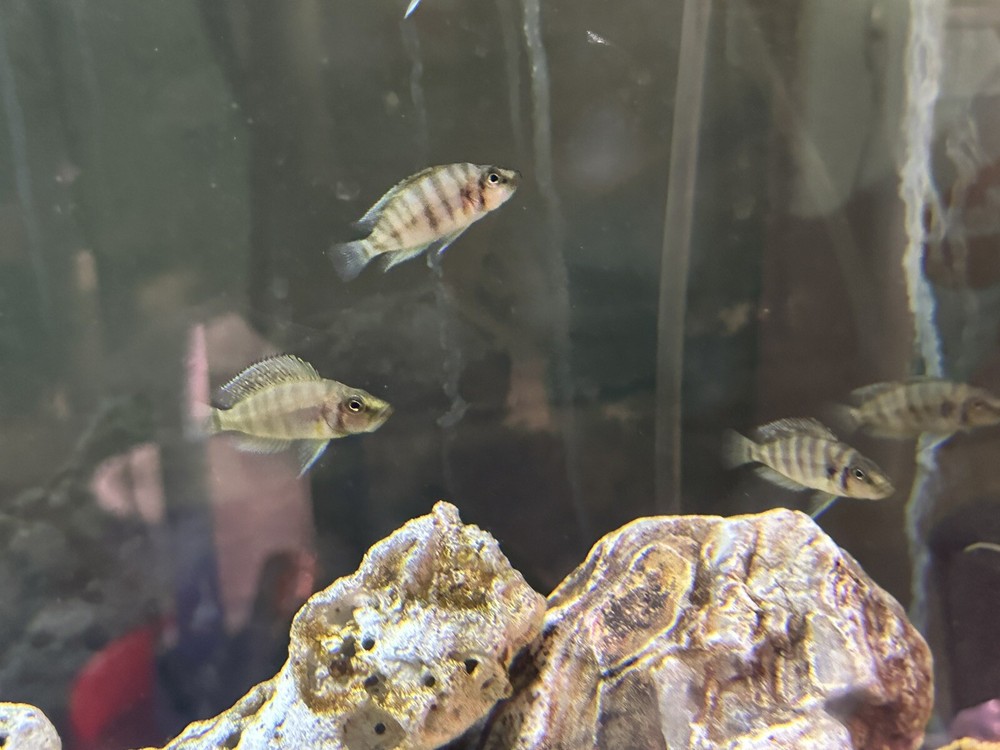 Yellow Calvus Cichlid 2+ Inch
