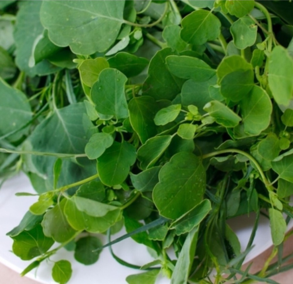 30+ PAPALO Herb Seeds (Porophyllum) Medicinal, Organic Poreleaf Harvested 07/24-image