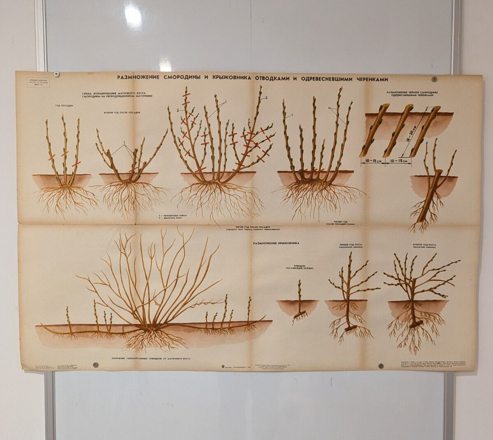 🌻 Plant Vintage Poster 1985 🌿 Soviet Boho Style 🌳 gooseberry propagation