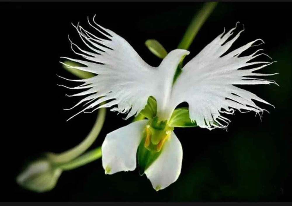 20+ seeds white egret orchid seeds Heron White dove colors included are white p