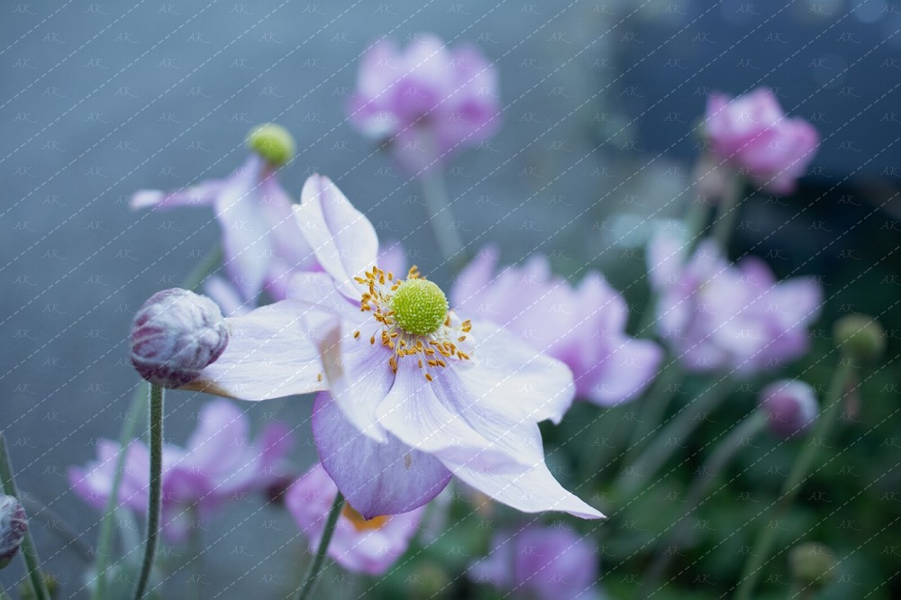 Flower digital wallpaper for desktop and mobile backgrounds-image