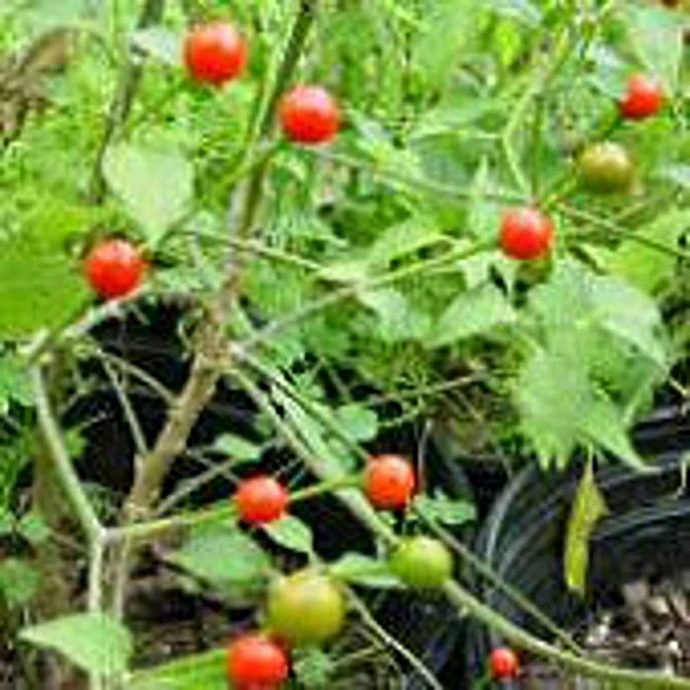 25 Seeds Fort Prescott Hot Peppers Seeds (More Heirloom Organic Non GMO Vegetabl