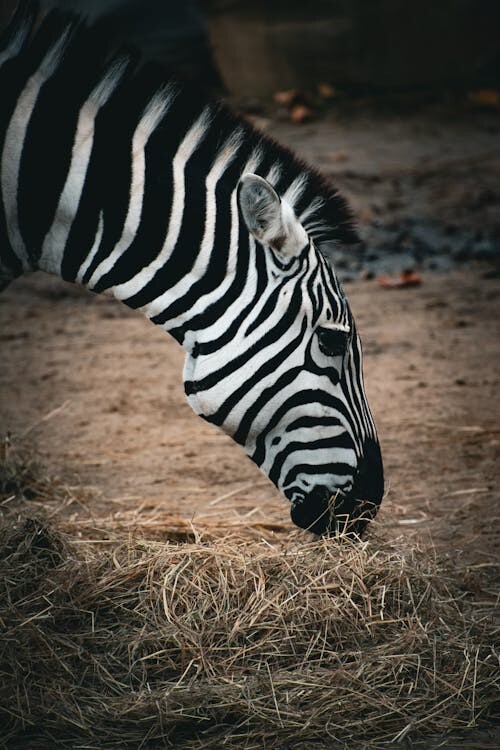 Digital Image of Zebra Eating Grass Wallpaper Background 5577-image