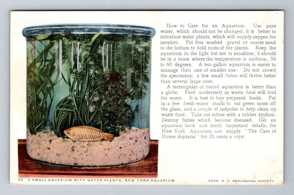 New York City NY-Small Aquarium With Water Plants, Vintage Postcard