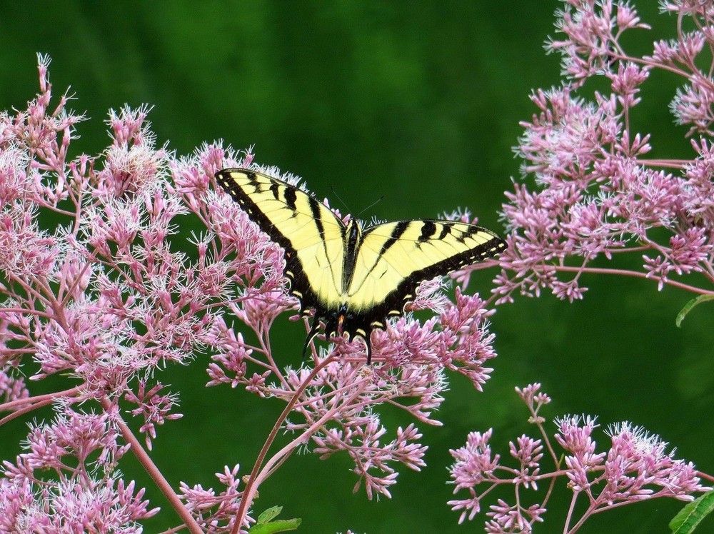 Spotted Joe Pye Weed Seeds - Eupatorium maculatum -  FR9