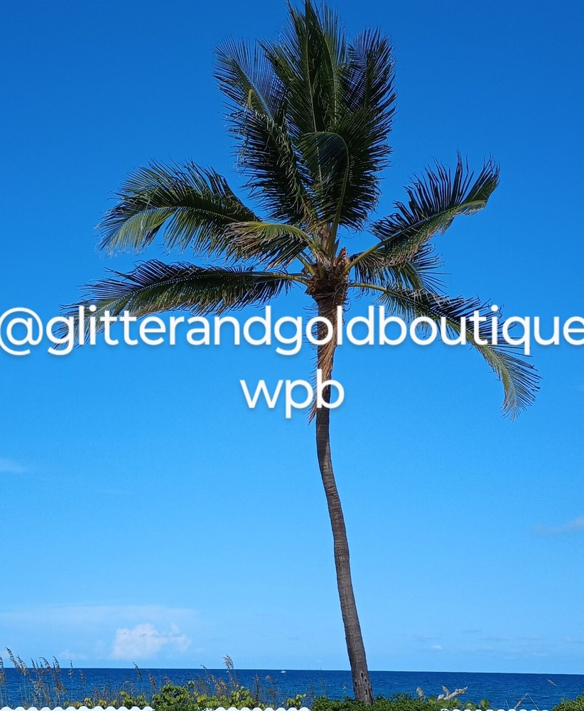 Single Palm Tree Digital Photo - Palm Beach Landscape Image-image