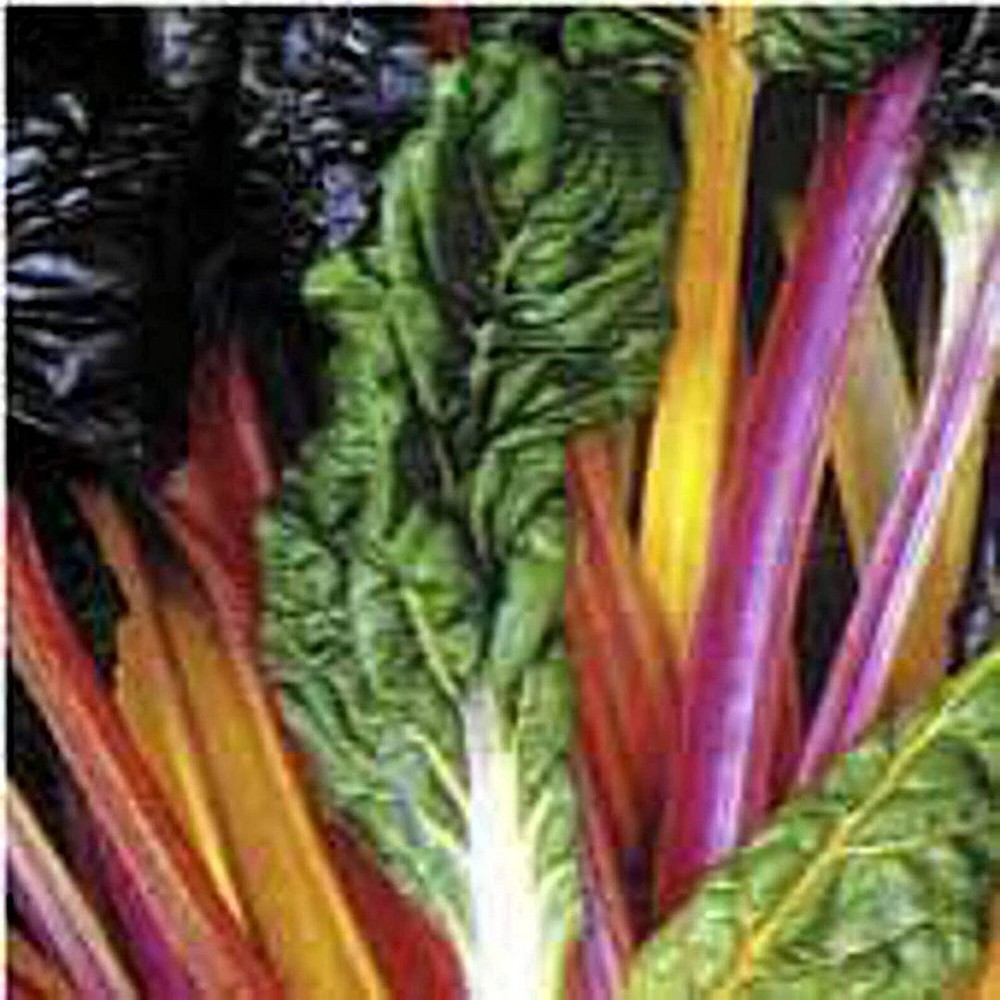 25 Seeds Rainbow Swiss Chard Seeds (More Heirloom Organic Non GMO Vegetable Frui
