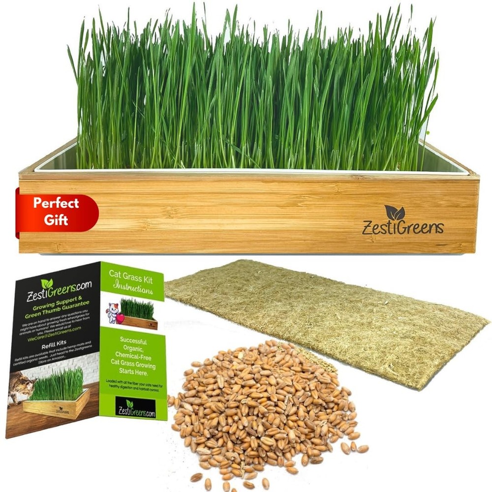 Self-Watering Cat Grass Kit – The Easiest Way to Grow Fresh Grass for Cats