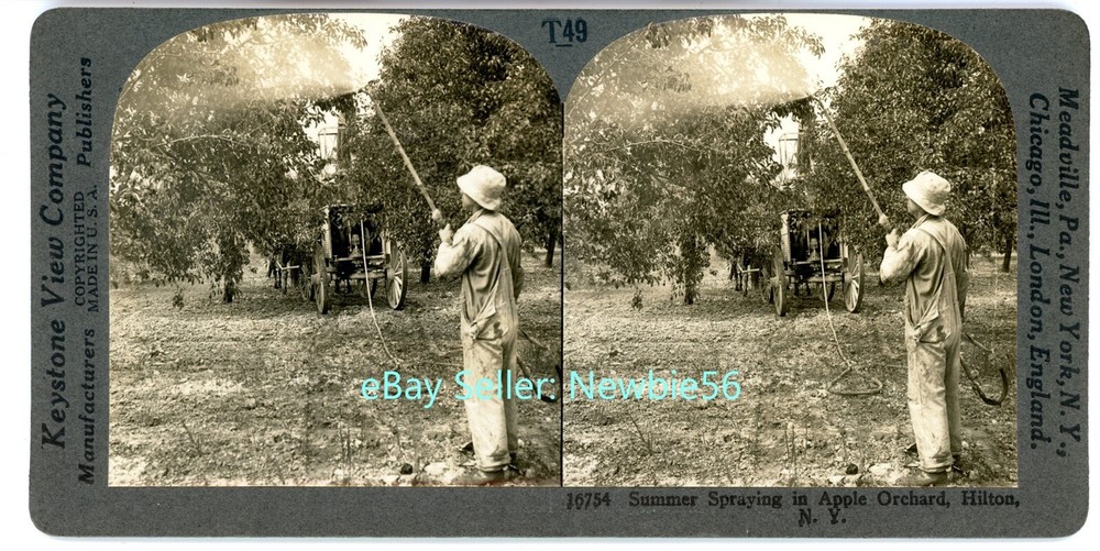 Hilton NY- INSECTICIDE SPRAY ON APPLE TREES - Keystone Stereoview near Rochester