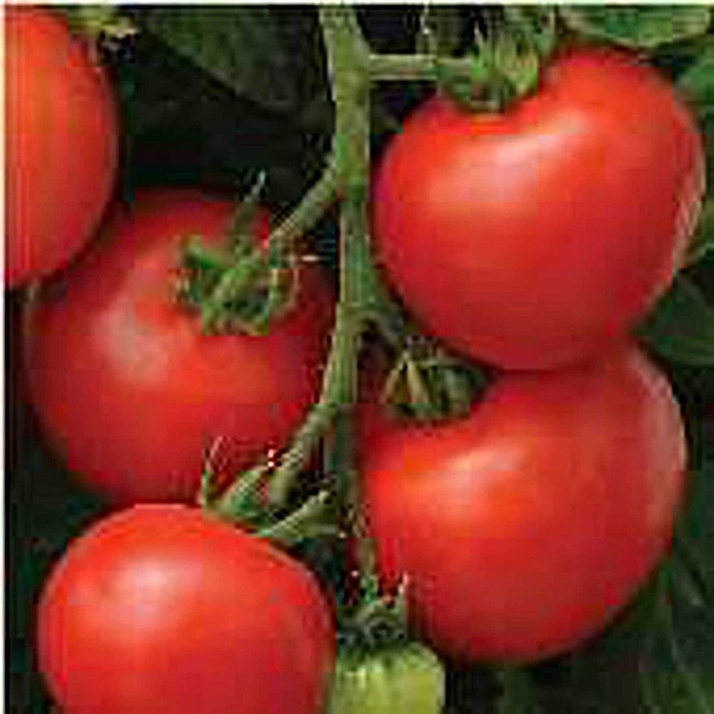 25 Seeds Homeslice Tomato Seeds (More Heirloom Organic Non GMO Vegetable Fruit H
