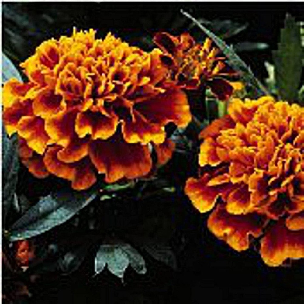 25 Seeds Marigold Flowers (Janie Flame) Seeds (More Heirloom Organic Non GMO Veg