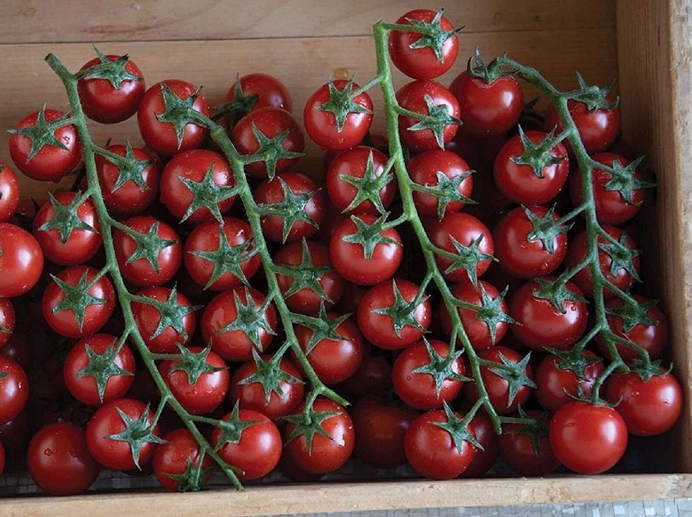 Edox F1 Tomato Seeds (More Heirloom Organic Non GMO Vegetable Fruit Herb Flower